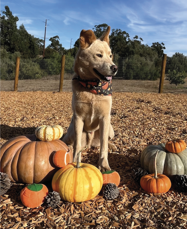 Pumpkin